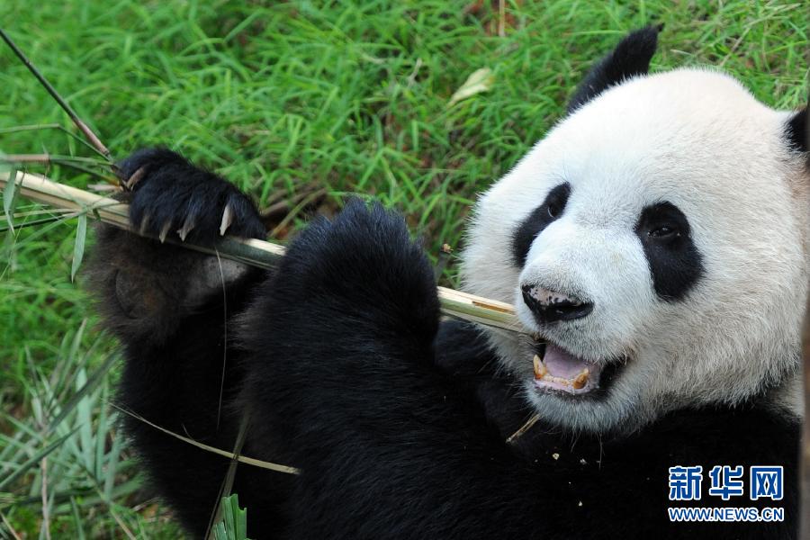 大熊猫凯凯嘉嘉在新加坡与公众见面