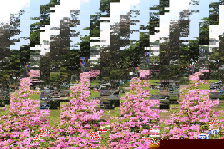 新加坡国立大学肯特岗主校区。记者 暨佩娟摄