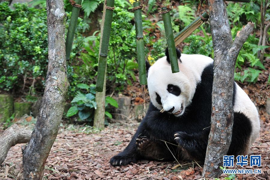 （国际）（1）新加坡：大熊猫&ldquo;凯凯&rdquo;和&ldquo;嘉嘉&rdquo;过生日