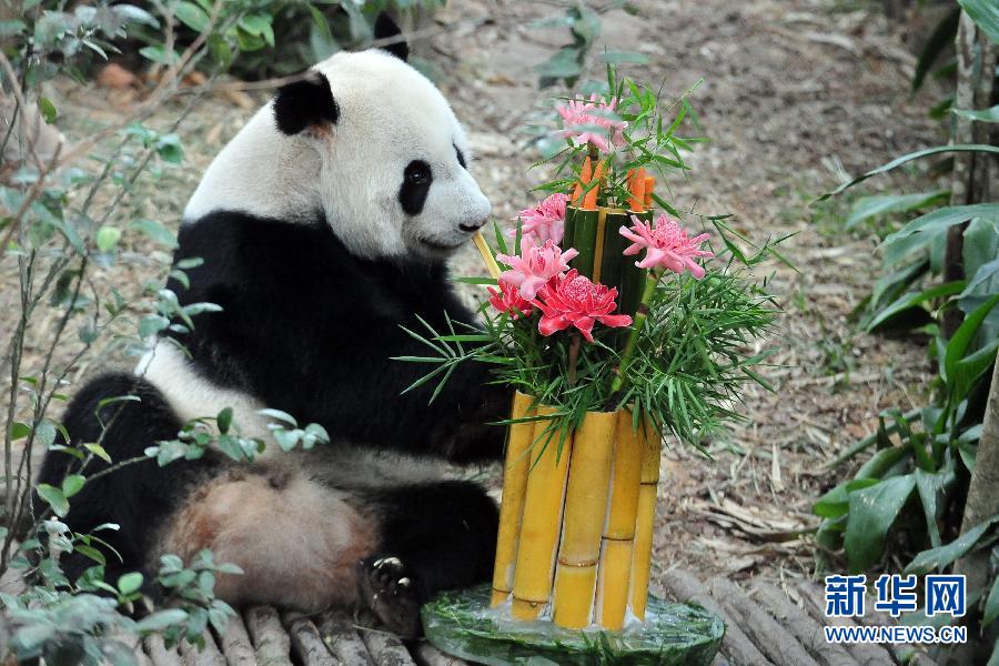 （国际）（2）新加坡：大熊猫&ldquo;凯凯&rdquo;和&ldquo;嘉嘉&rdquo;过生日