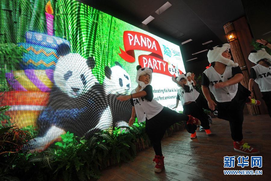 （国际）（3）新加坡：大熊猫&ldquo;凯凯&rdquo;和&ldquo;嘉嘉&rdquo;过生日