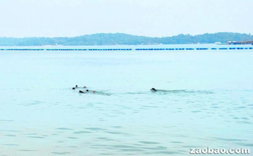 新加坡华人东部海域拍摄到野生水獭嬉水(图)