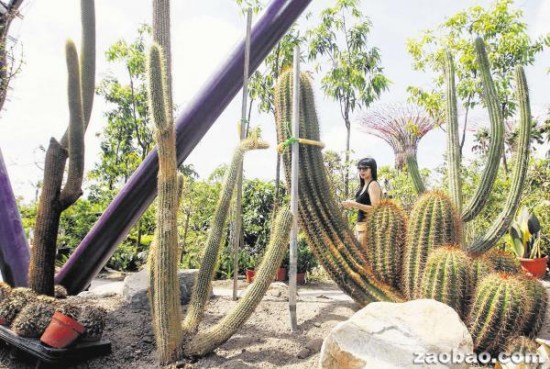 新加坡建仙人掌绿亭带刺绿植“伸掌”迎客(图)