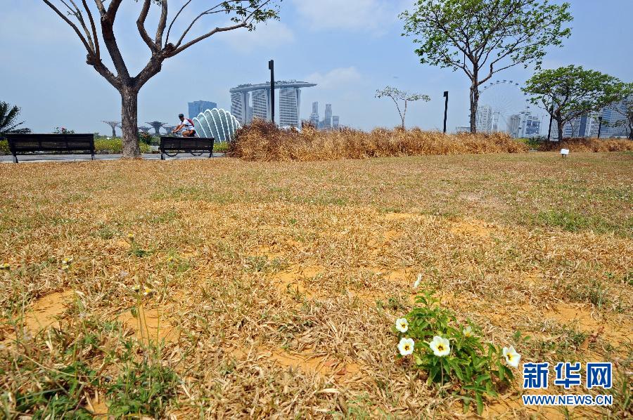 （国际）（3）新加坡遭遇持续干旱天气