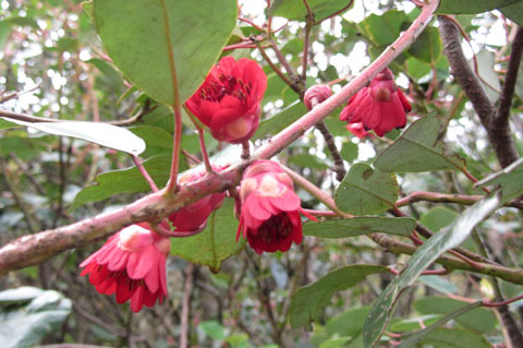 大明山杜鹃花旅游节开幕 美女模特与山花争艳