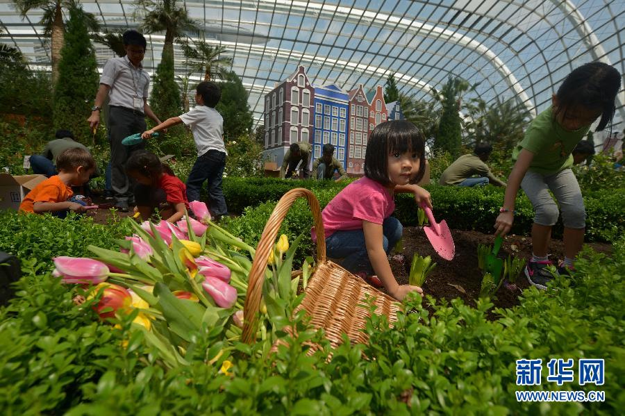 （晚报）（1）新加坡滨海湾花园迎来郁金香热
