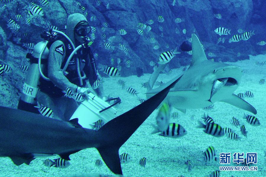 （XHDW）（1）鲨鱼保育者克里斯蒂娜&middot;泽纳托出席新加坡鲨鱼保育活动