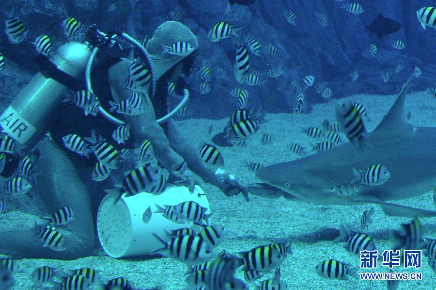 （XHDW）（2）鲨鱼保育者克里斯蒂娜&middot;泽纳托出席新加坡鲨鱼保育活动