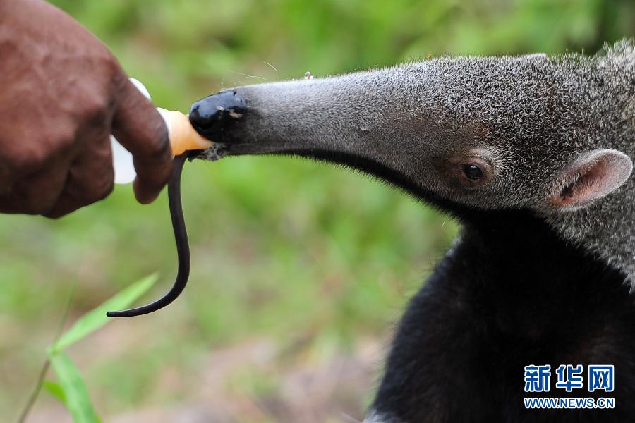 （国际）（2）新加坡野生动物保育集团迎来400头动物小宝宝