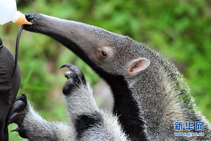 （国际）（3）新加坡野生动物保育集团迎来400头动物小宝宝