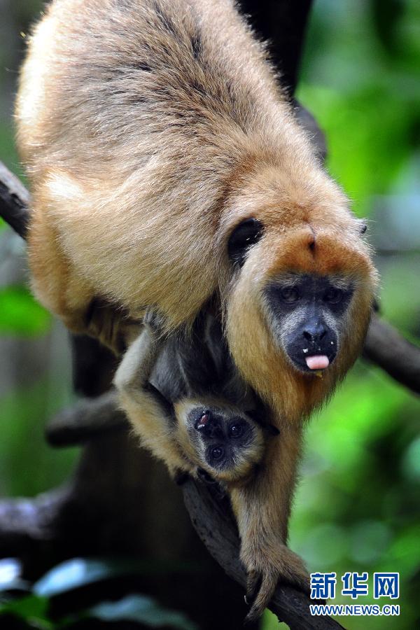 （国际）（4）新加坡野生动物保育集团迎来400头动物小宝宝