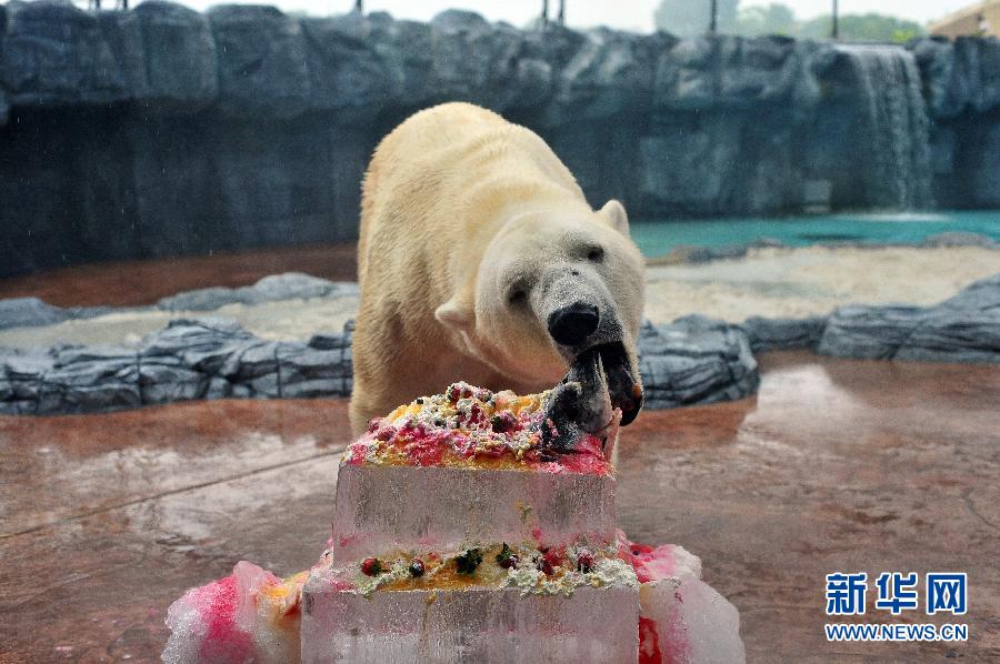 （晚報）（1）新加坡動物園為北極熊伊努卡慶生
