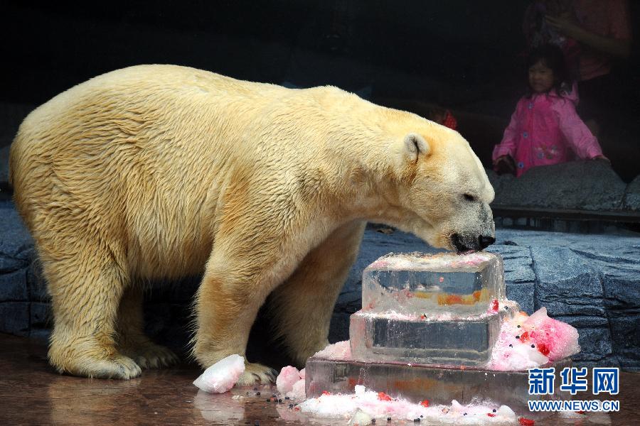 （晚報）（2）新加坡動物園為北極熊伊努卡慶生