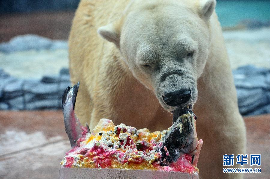 （晚報）（3）新加坡動物園為北極熊伊努卡慶生