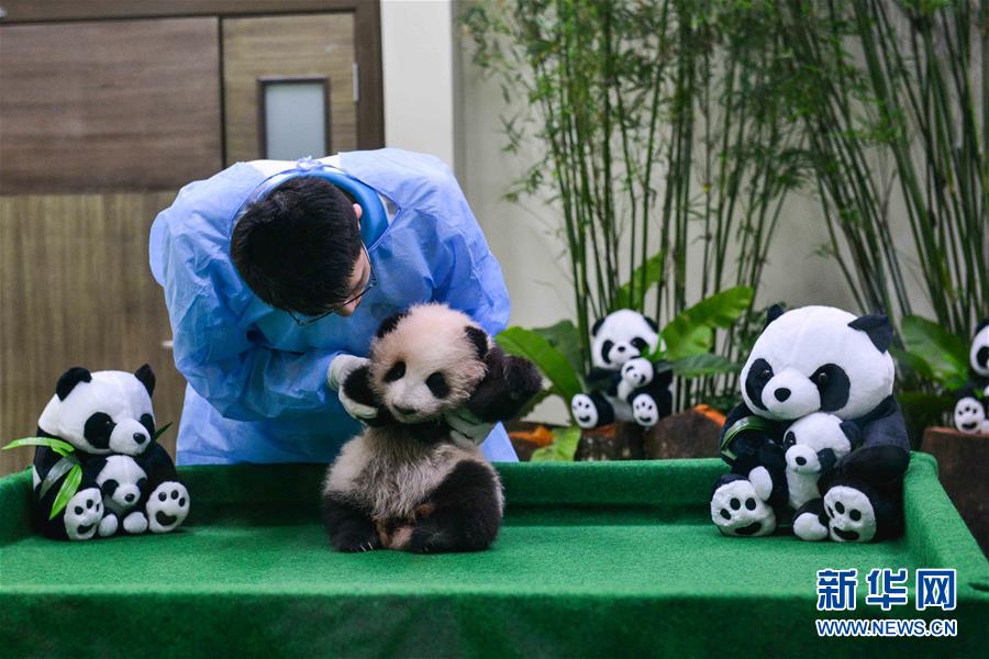 （国际）（5）中国旅马大熊猫宝宝今起亮相