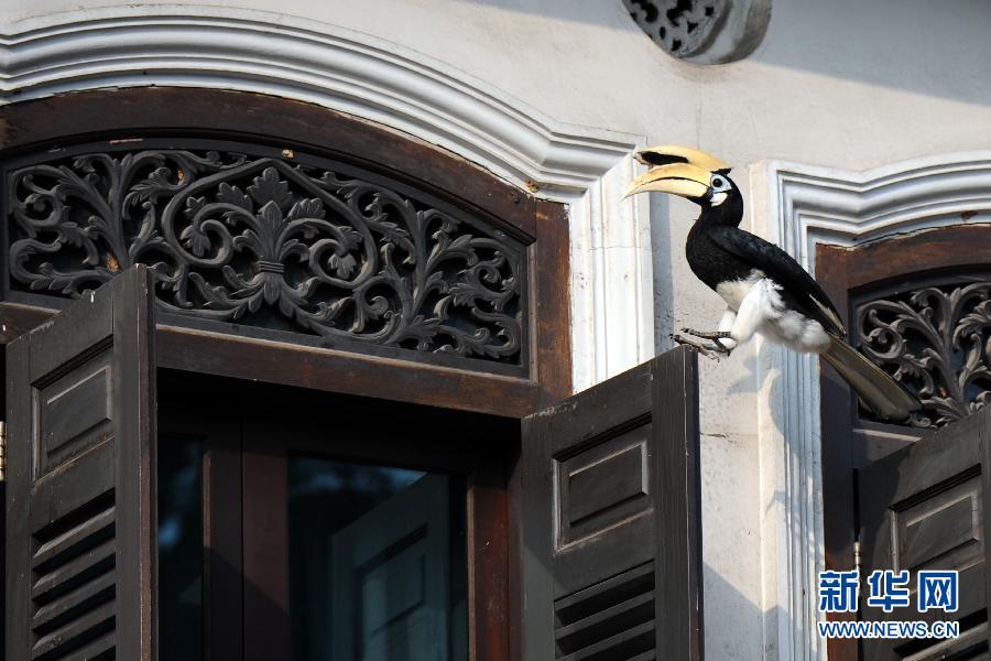 （国际）（2）狮城里的野生动物