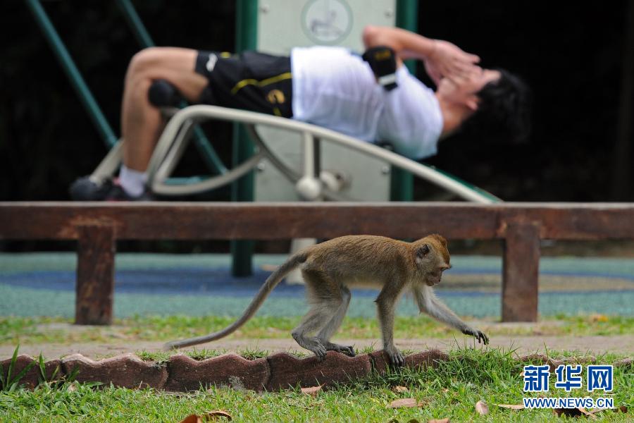 （国际）（3）狮城里的野生动物