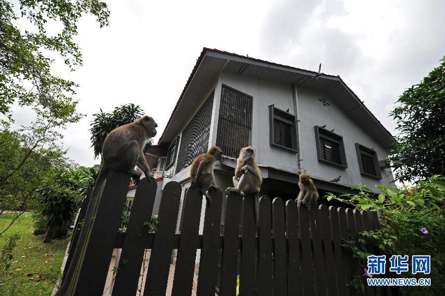 (国际)(5)狮城里的野生动物