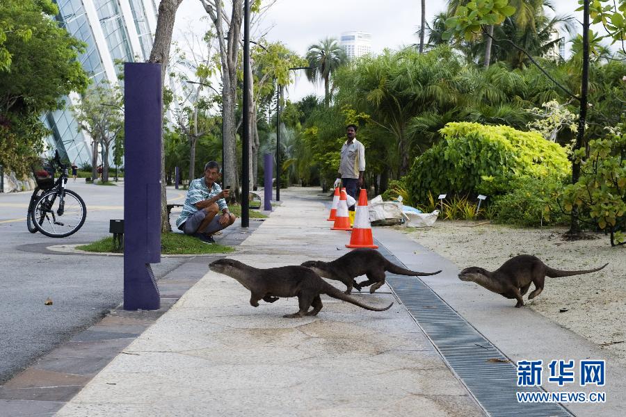 （国际）（6）狮城里的野生动物