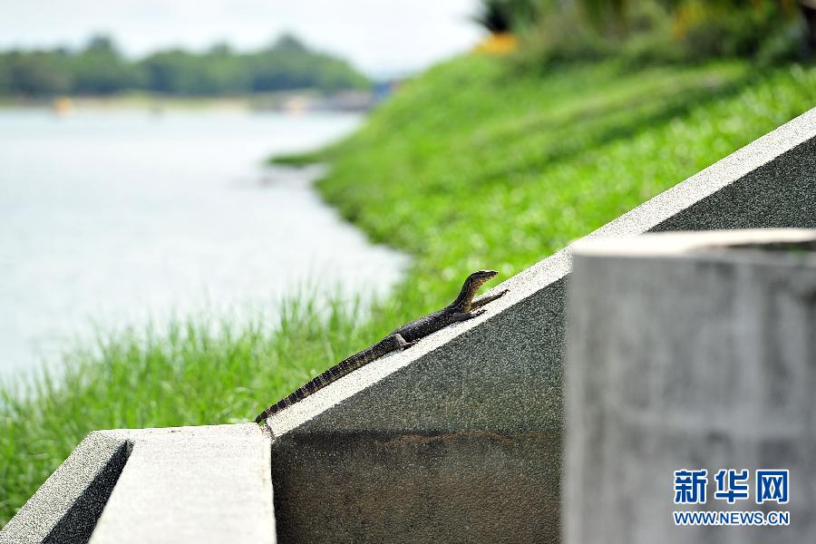 （国际）（7）狮城里的野生动物