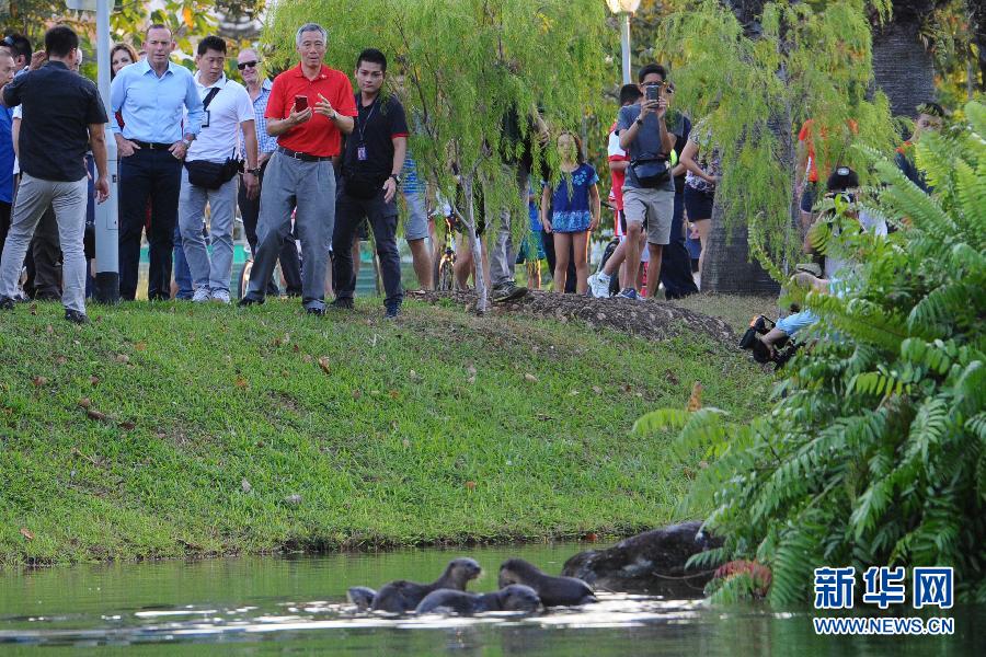 (国际)(8)狮城里的野生动物