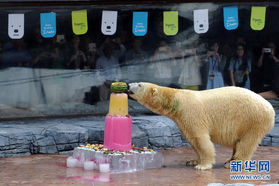 （国际）（2）新加坡：北极熊伊努卡庆祝生日