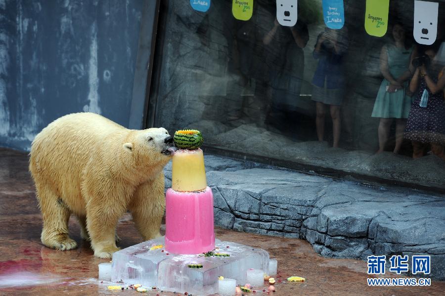 （国际）（3）新加坡：北极熊伊努卡庆祝生日