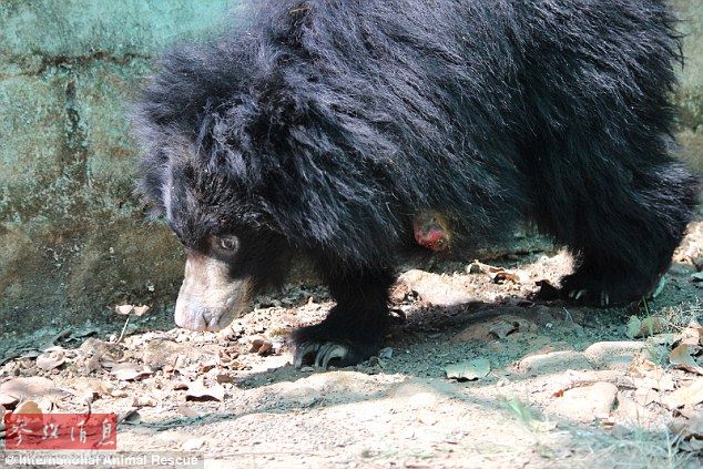 印尼幼熊因偷猎圈套失去脚掌需靠鼻子行走组图