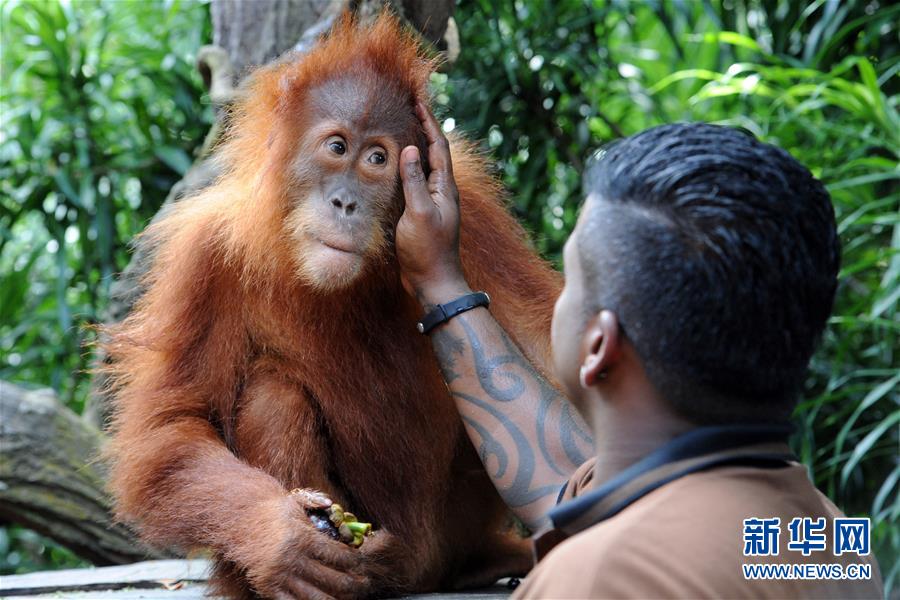 （国际）（1）新加坡动物园&ldquo;新阿明&rdquo;亮相