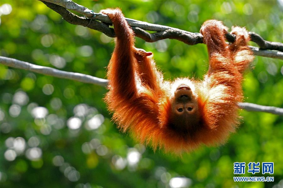 （国际）（2）新加坡动物园&ldquo;新阿明&rdquo;亮相