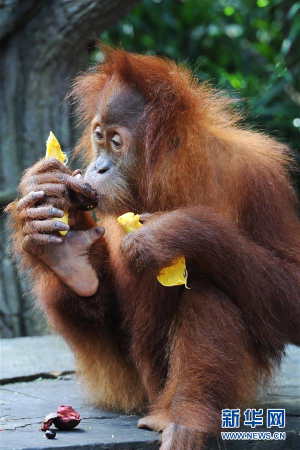 （国际）（3）新加坡动物园&ldquo;新阿明&rdquo;亮相