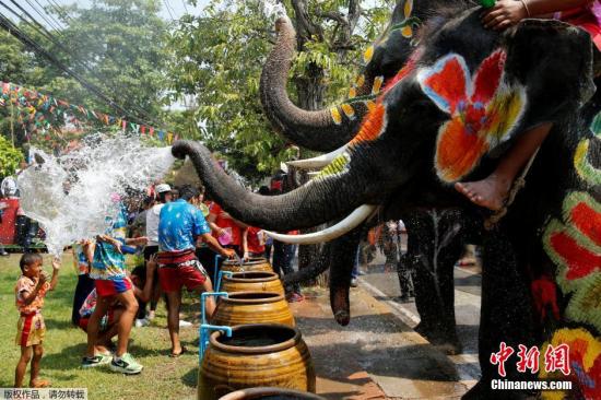 民众和大象玩耍，共庆泰国泼水节。