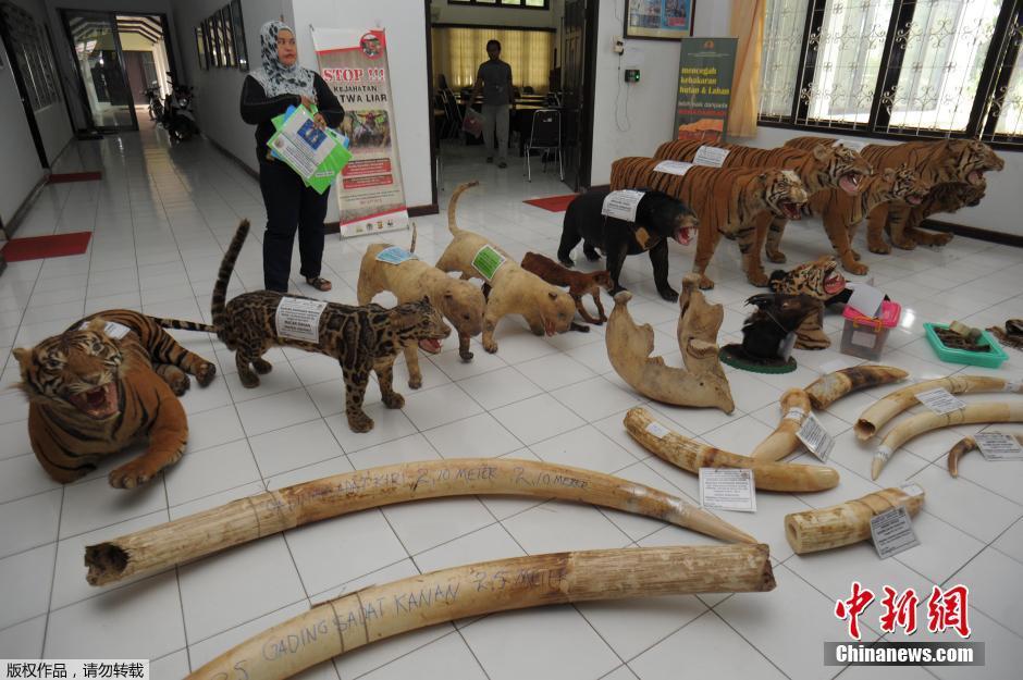 印尼公开销毁珍稀动物制品