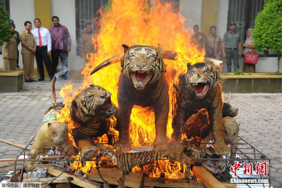 印尼公开销毁珍稀动物制品