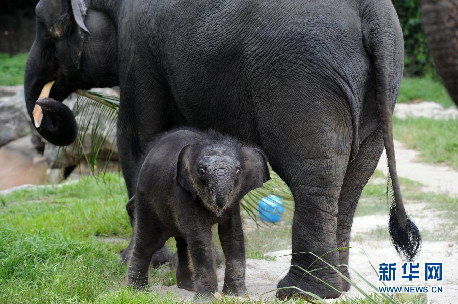 （国际）（1）新加坡夜间野生动物园新生小象首次亮相