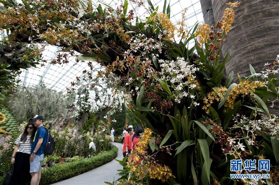（晚报）（1）新加坡将举办“兰花盛会”花艺展