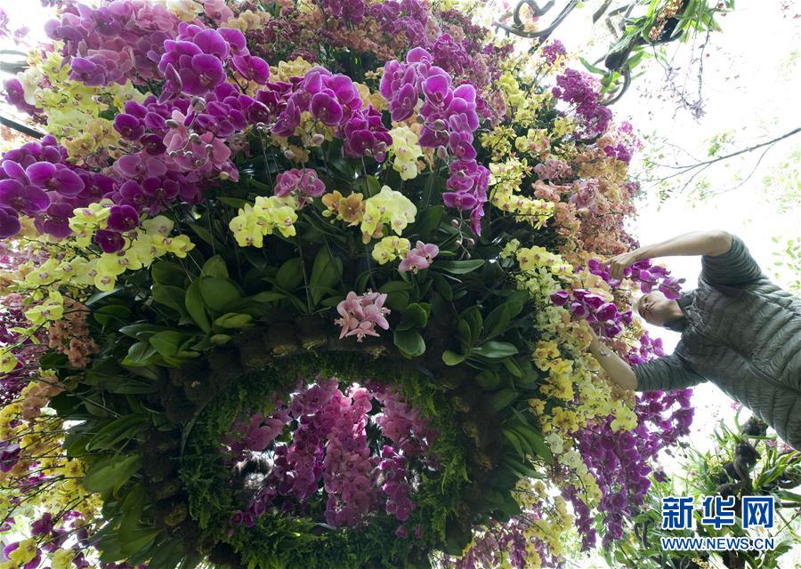 （晚报）（3）新加坡将举办“兰花盛会”花艺展