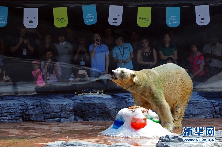 （国际）（1）新加坡动物园为北极熊伊努卡庆生