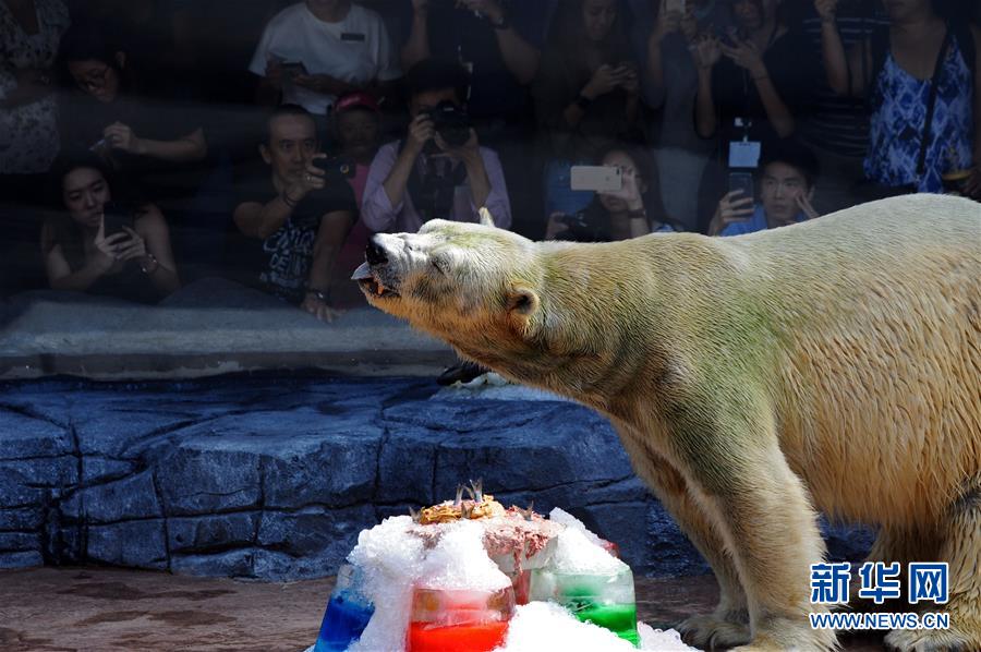 （国际）（2）新加坡动物园为北极熊伊努卡庆生