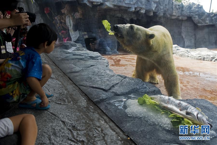 （国际）（4）新加坡动物园为北极熊伊努卡庆生