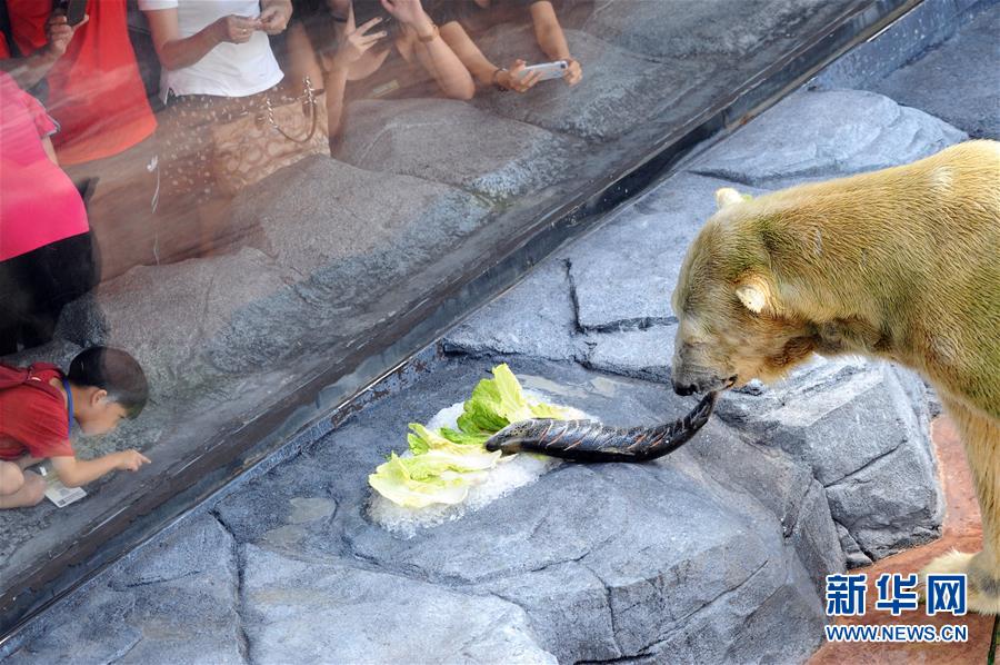 （国际）（5）新加坡动物园为北极熊伊努卡庆生