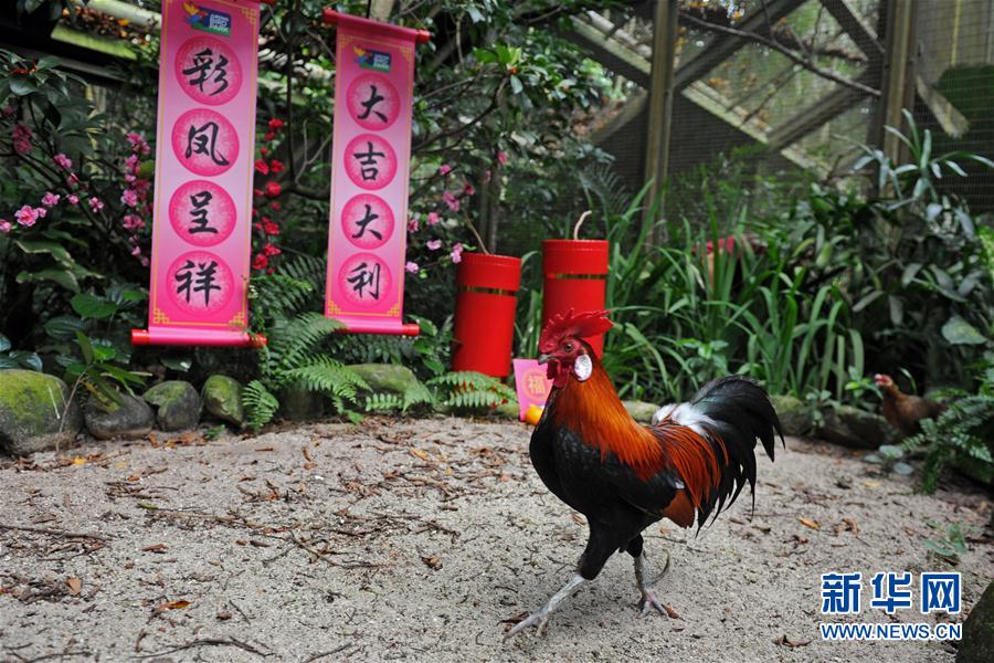 （XHDW）（1）新加坡飞禽公园迎鸡年