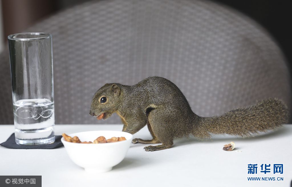 为过冬屯粮！新加坡一只小松鼠跳上餐桌“顺走”客人坚果