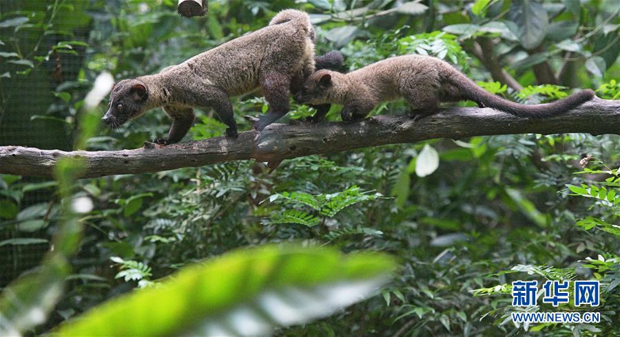 （国际）（2）新加坡动物园里的&ldquo;新生儿&rdquo;