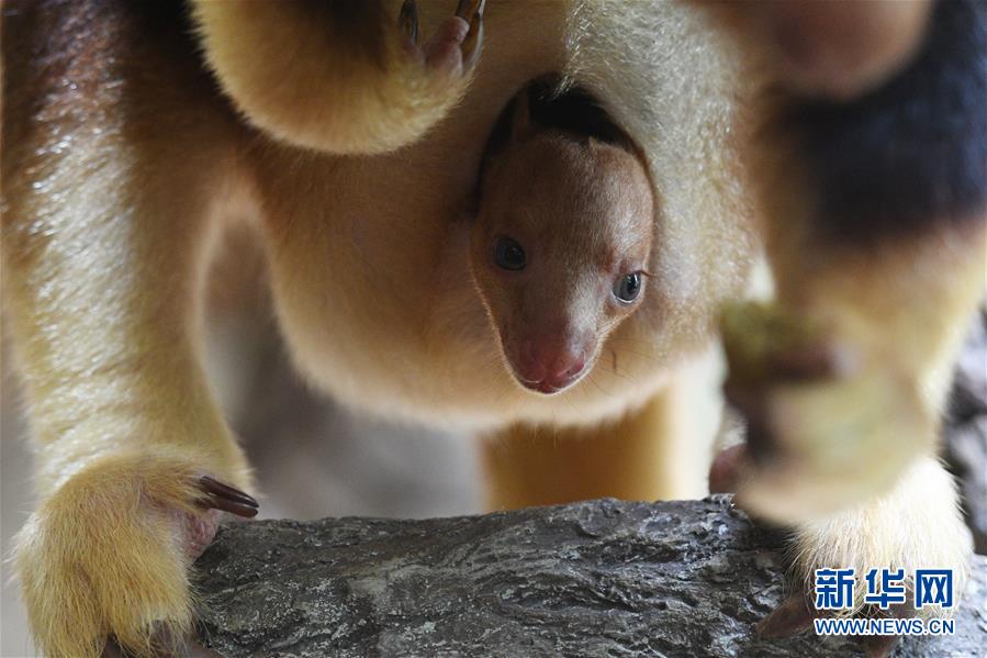 （国际）（3）树袋鼠宝宝亮相新加坡动物园