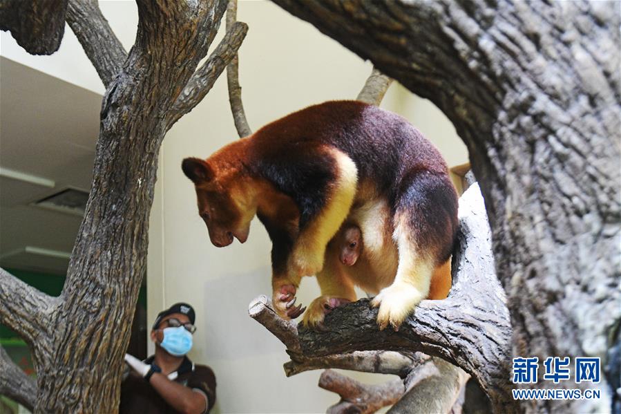 （国际）（4）树袋鼠宝宝亮相新加坡动物园