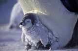 南极洲上演温情“帝企鹅日记”（组图）