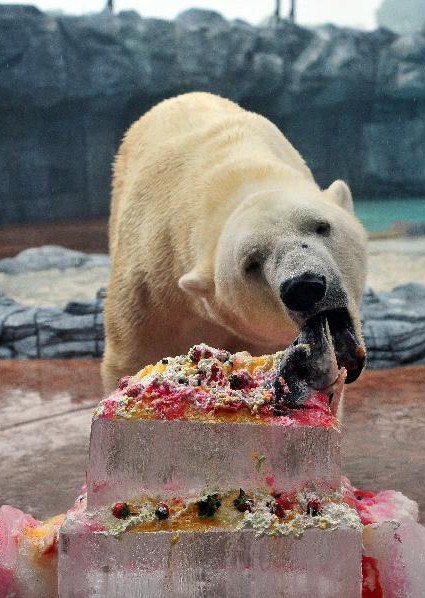 新加坡動物園為北極熊慶生