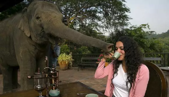 泰国现大象屎咖啡 比猫屎咖啡贵一倍多（组图）