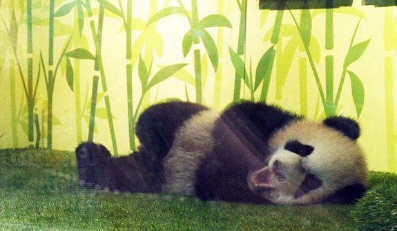 新加坡出生首只大熊貓寶寶首秀迎客